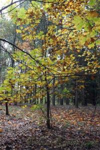 Do they yearn freedom in the great outdoors?