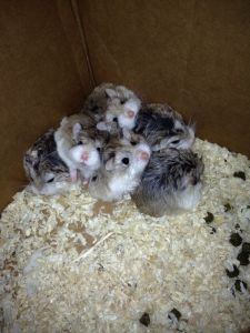 Help us find homes please...