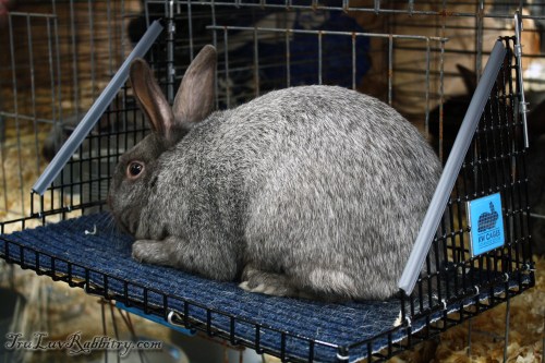 One of Charmaine's beautiful Argente Brun at the presentation.