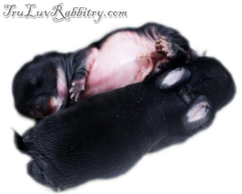 At 3 days young, you may see some flakiness on their skin. This is similar to cradle cap in human babies. Most kits (baby rabbits) are born without fur and for the first few days, milk can be seen in their plump tummies. This usually helps me in knowing that the dam has been doing a good job feeding them.