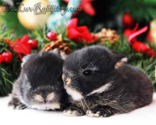 The kits will start to get fluffier and cuter at 2 weeks as their fur grow thicker and longer. This is their most vulnerable time in the pet trade. Most buyers are mesmerized by their cuteness not realizing that they are still very young to be taken away from their dam.