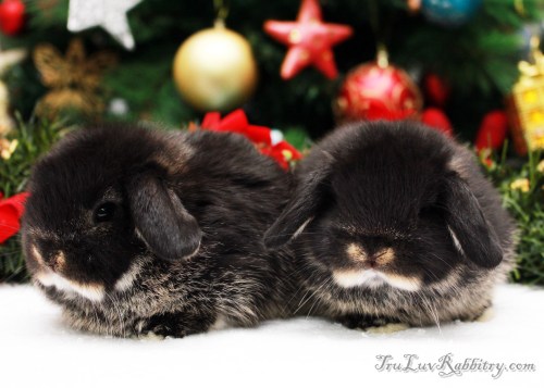 Between the 3rd and 4th week, these kits are at their cutest stage. It is absolutely difficult to resist. Though they look quite mature and seemed to be nibbling on solid food, please be reminded that they should not be separated from their dam at this age. Their developing stomachs still depend on milk. Rabbit's milk is so unique that it is quite impossible to find a replacement that matches 100%. The closest would be goat's milk.