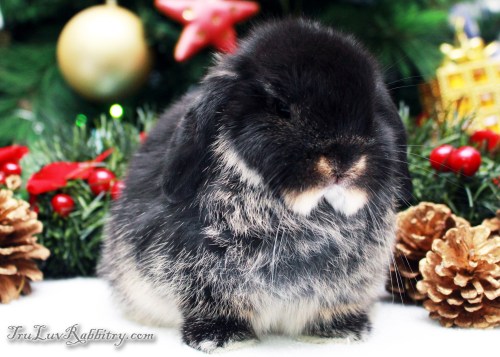 This is when I like to start teaching them how the breed should pose. Some are naturals while others take longer time to learn.