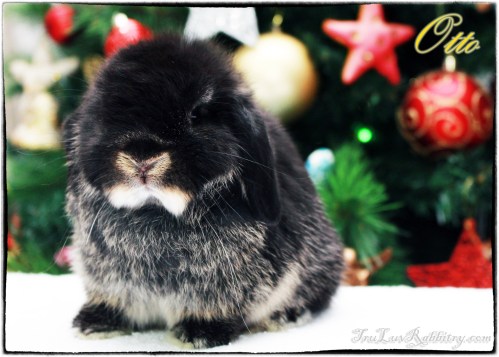 I usually use rabbit food higher in protein content for both dam and kits when they start eating solids. I usually keep some probiotic paste handy just in case the solid food causes gut flora imbalance.