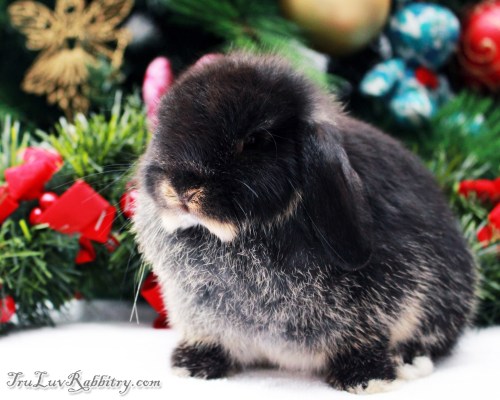 Cute Ophelia at 6 weeks young. She is very friendly and comes near me for head rubs whenever I walk towards her.