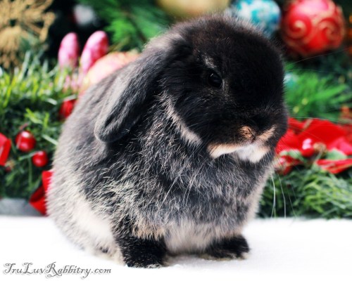 Otto is a natural poser and loves the attention he is getting. At 6 weeks, they both like to zoom across the room and launch themselves in mid air while turning their bodies - the action is called Binky.