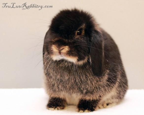 Tru-Luv's Otto at 8 weeks. He is such an awesome little guy. Always running towards me when he sees me approaching. Natural poser, absolutely love him.