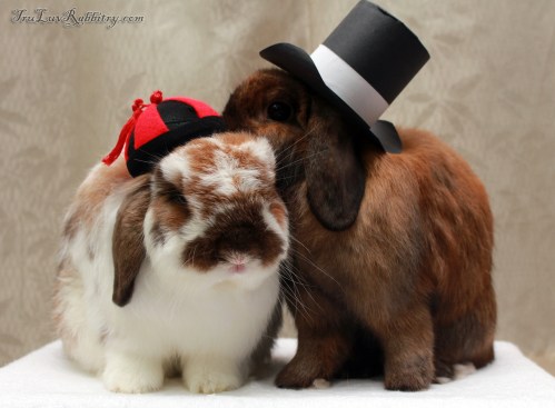 "Pstt, I think he has gone crazy..."