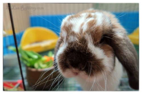It doesn't get any better than this look on his face. It's him saying 'Thank you!'