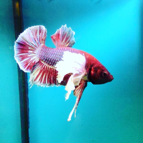 Betta Splendens