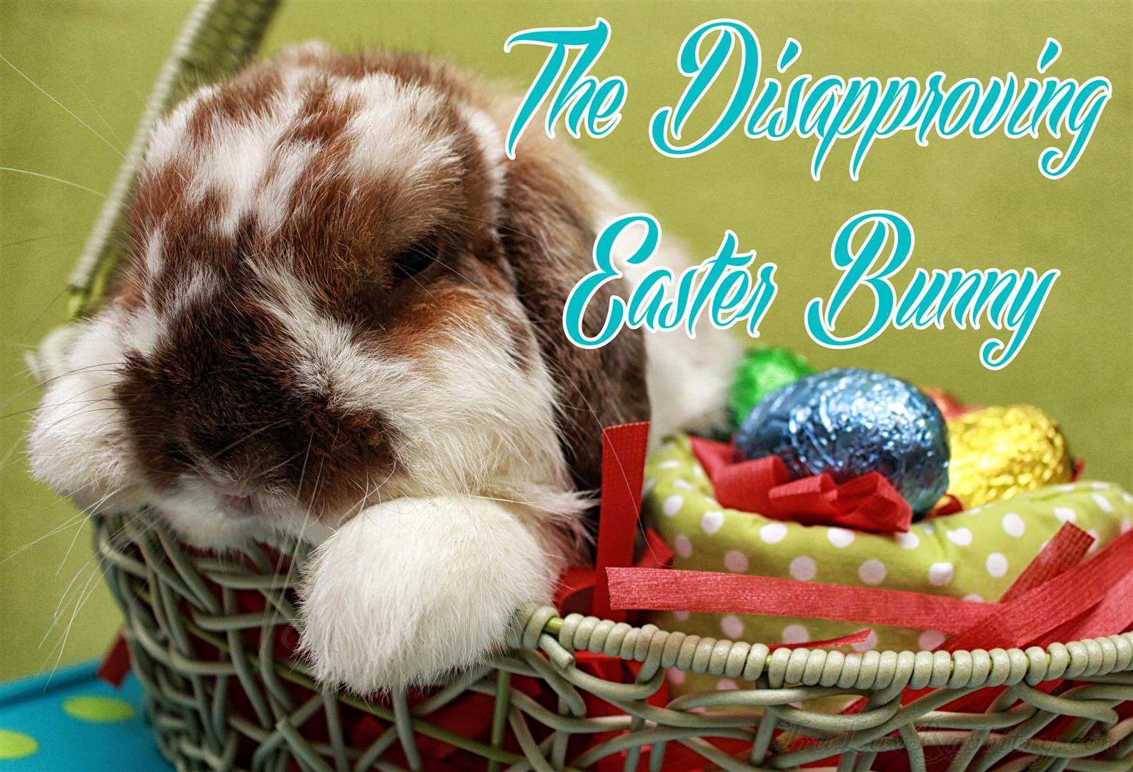 First of all, please do not feed me chocolates. It will cause me to have stomach upset!