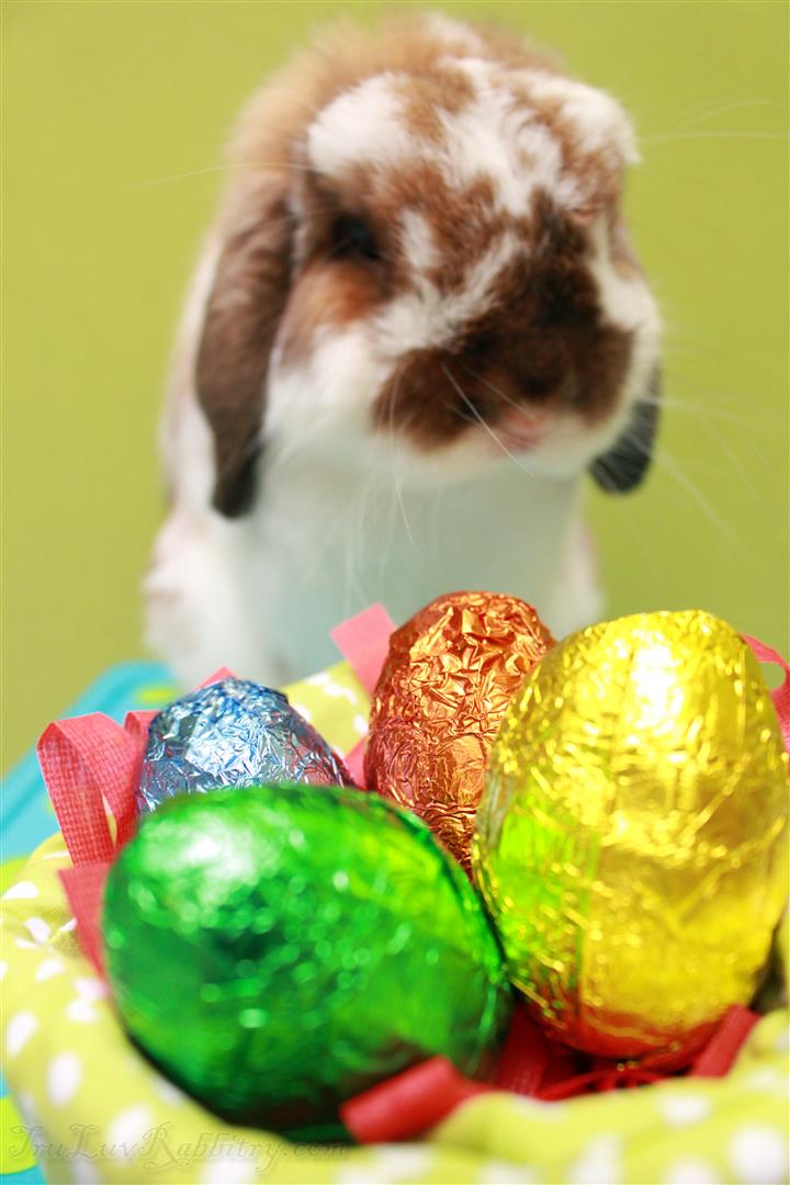 Last but not least, please know that I will grow bigger and taller so please provide me some space...